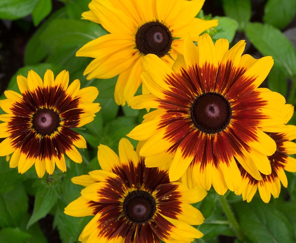 WA-Redmond-Gloriosa Daisy
